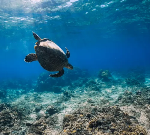 Beaches and Bliss Combined in Your Bali Journey